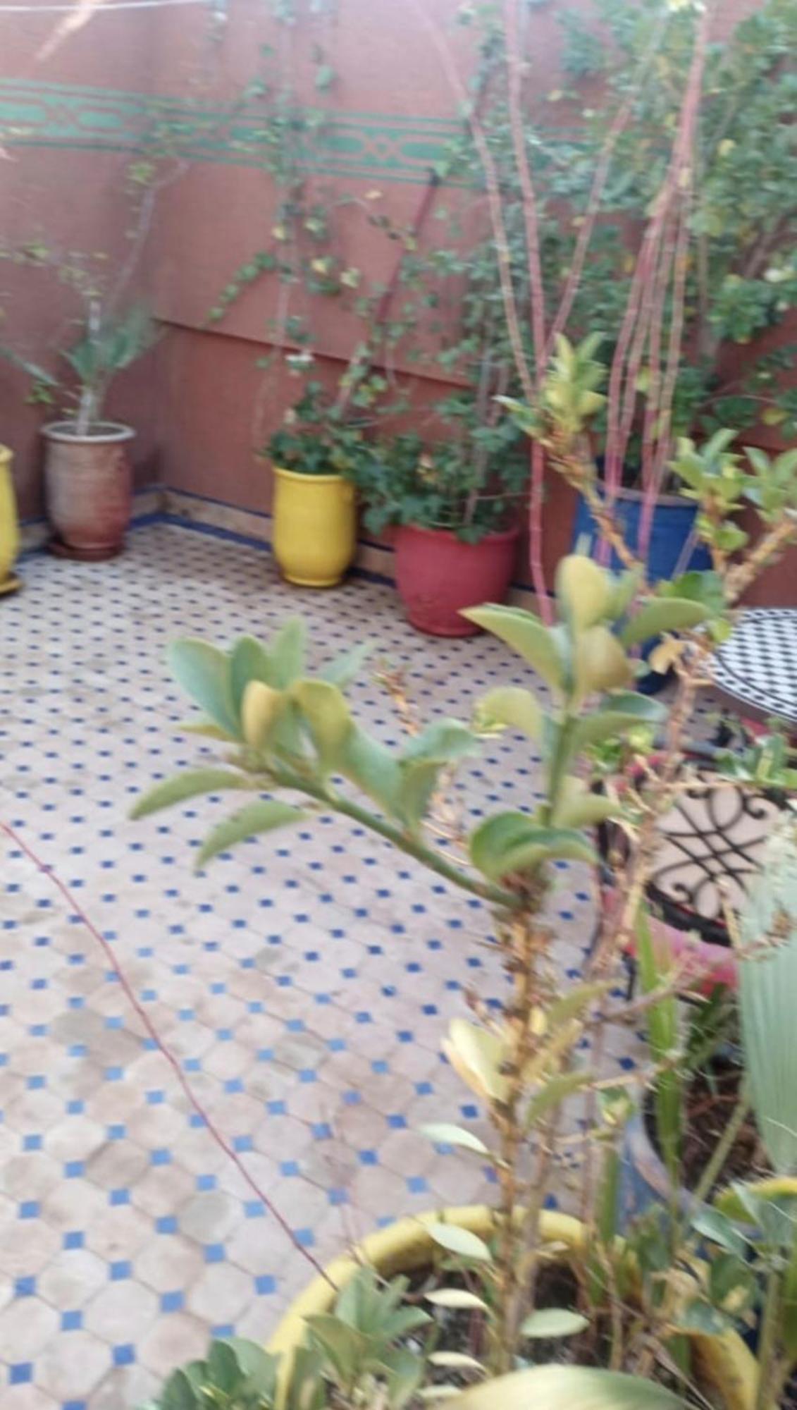 Charmant Riad Au Coeur De Marrakech مراكش المظهر الخارجي الصورة